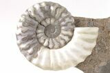 Calcite-Replaced Ammonite (Aegasteroceras) Fossil - England #206483-3